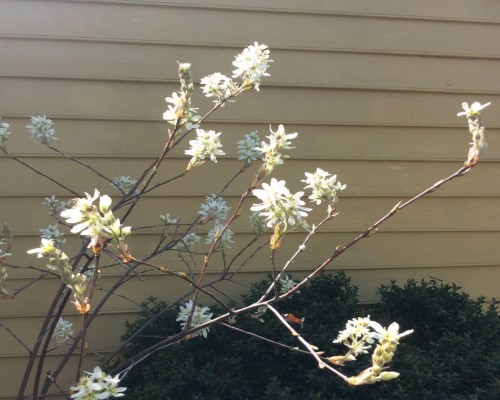 Serviceberry or Juneberry Tree