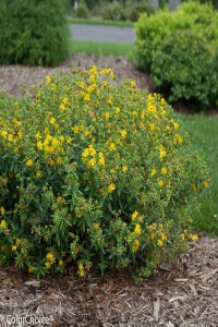 St. John’s Wort