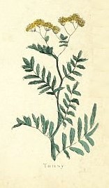 Tansy